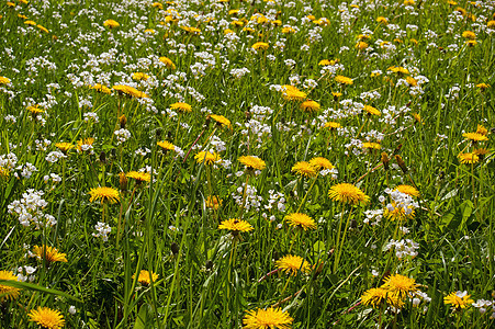 Dandelion 字段牧场草地草本植物植物群乡村植物环境花朵季节绿色图片