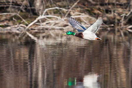 马里马勒德在飞行中沼泽羽毛野生动物公园翅膀男性鸭子图片