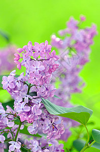 丁香花紫色粉色植物绿色叶子植物学园艺花园衬套花瓣图片