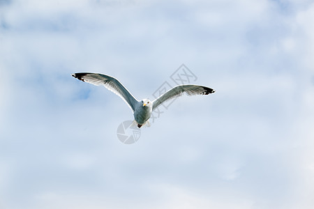 欧洲赫林古尔飞行空气支撑海鸟天空蓝色海岸翅膀荒野自由图片