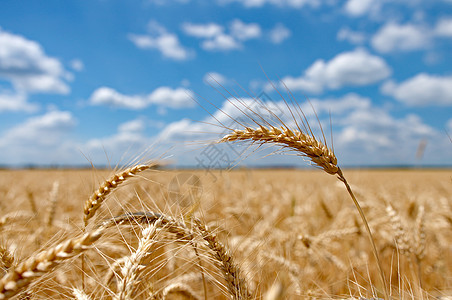 蓝色天空多云的小麦田国家乡村稻草植物阳光种子生长农场季节黄色图片