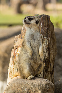 警示Meerkat站岗生物荒野警报野生动物警卫危险眼睛鼻子哺乳动物沙漠图片