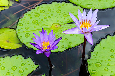 紫色莲花盛开叶子植物黄色植物学荷花百合花园白色花瓣绿色图片