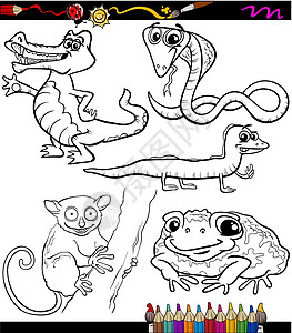 动物设置卡通彩色本哺乳动物爬虫青蛙眼镜蛇尾巴蟾蜍蜥蜴吉祥物教育孩子们图片