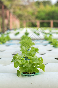 水溶蔬菜花园场地培育栽培叶子苗圃技术温室农场沙拉图片