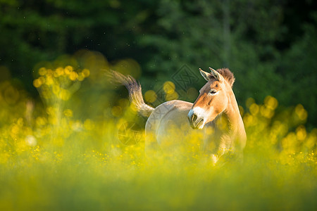 普泽瓦尔斯基马在可爱的草地上放牧濒危马属栖息地灭绝动物园保护阳光哺乳动物环境鬃毛图片