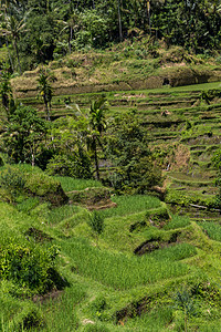 巴厘岛绿梯田林农田山坡旅行赤道气候栽培梯田种植园天空农业图片