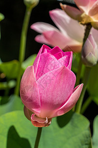 美丽的香香粉红水百合生态情调树叶植物群池塘异国花园雄蕊香味荷叶图片