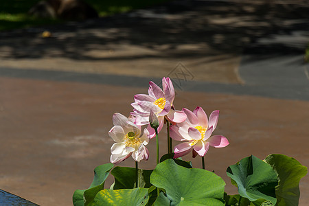 美丽的香香粉红水百合睡莲园艺生长池塘异国热带花园生态树叶花瓣图片