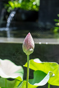 美丽的香香粉红水百合池塘花园生态异国热带树叶根茎雄蕊睡莲花瓣图片