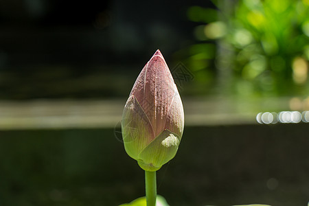 美丽的香香粉红水百合异国香味树叶植物群热带池塘花瓣荷叶生态生长图片