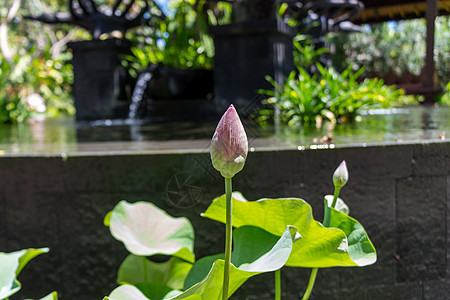 美丽的香香粉红水百合树叶生态异国荷叶池塘睡莲情调植物群雄蕊根茎图片