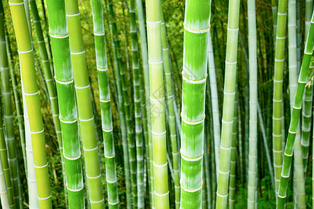 竹木林森林生长绿色木头竹子阳光树林叶子植物丛林图片