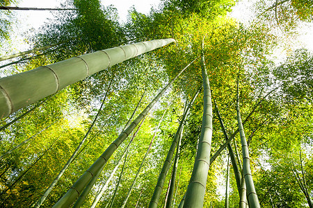 竹木林木头森林环境生长竹子绿色荒野植物树林热带图片