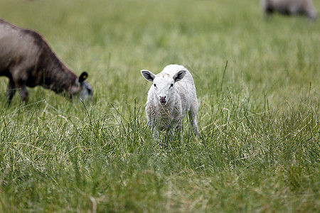 绵羊场地哺乳动物脊椎动物土地绿色羊毛动物婴儿羊肉草地图片