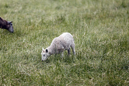 绵羊食物脊椎动物动物哺乳动物牧场婴儿绿色羊肉家畜场地图片