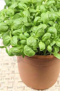 巴西尔红色白色叶子草本植物饮食烹饪面条健康盘子绿色图片