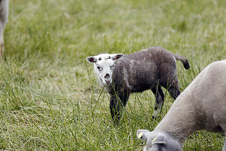 绵羊畜牧业配种绿色脊椎动物婴儿土地哺乳动物动物农业草地图片