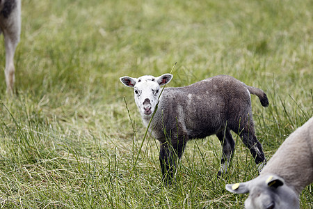 绵羊草地脊椎动物配种绿色新生牧场哺乳动物家畜羊毛畜牧业图片