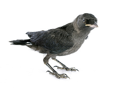 西部乌贼雏鸟工作室动物灰色寒鸦乌鸦野生动物图片