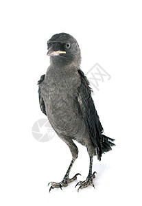 西部乌贼动物工作室野生动物寒鸦雏鸟灰色乌鸦图片