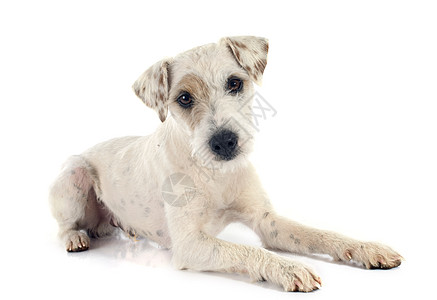 梯度牧师动物白色猎狗宠物工作室男性猎犬图片