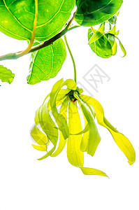 黄花植物群花园美丽生长植物学花瓣礼物铁丝网植物雏菊图片