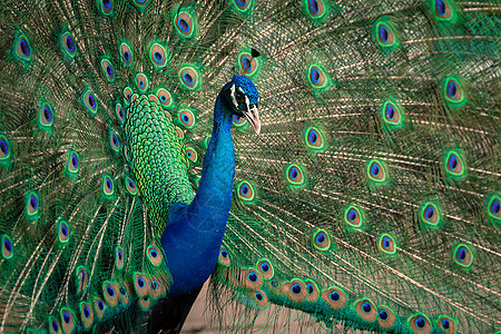 绿色美丽的孔雀动物园展览活力蓝色野鸡男性尾巴热带羽毛公鸡图片
