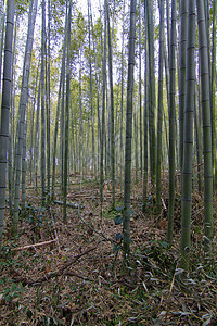 日本京都竹林植物群热带季节乡村木头地平线冥想寺庙树干公园图片