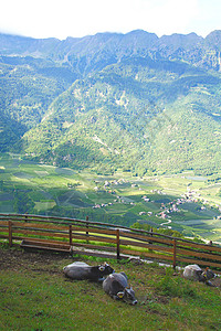 苏得提洛省的维韦德省意大利人地貌大山苦荷地景图片