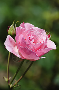 单玫瑰植物群叶子园艺花园图片
