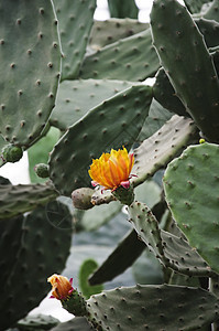 仙地花植物群沙漠叶子植物学植物绿色图片