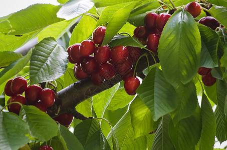 樱桃处食物浆果植物花园红色农业叶子水果绿色图片