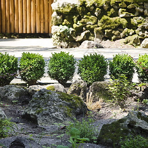 园艺和园林美化花园院子环境花坛植物草地公园绿化住宅绿色图片