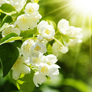 茉莉花叶子衬套园艺植物群花园茉莉植物绿色图片