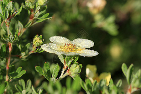 Cinquefoil 花筒灌木野花花店白色叶子植物学黄色花园植物群荒野图片