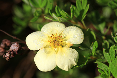 Cinquefoil 花筒叶子爱好植物荒野花园野花花店绿色灌木状黄色图片