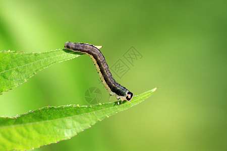 Sawfly 飞毛虫图片