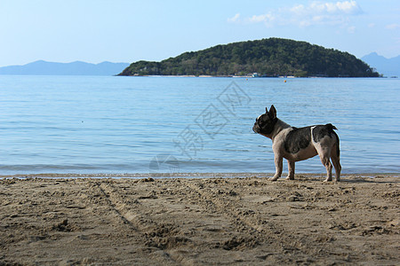 海滩上的斗牛犬波浪舌头犬类宠物支撑假期海滨海岸跑步小狗图片