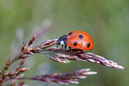 草根钉子宏上的Ladybug图片