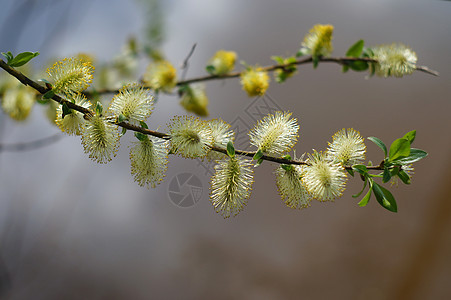 柳柳花盛开生长黄色水平季节花粉叶子生活宏观植物枝条图片