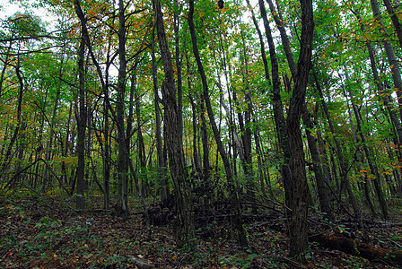 绿林植物丛林高度树叶风景荒野森林日志绿色木头图片
