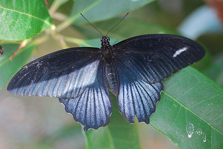 黑蝴蝶昆虫翅膀花蜜动物蝴蝶图片