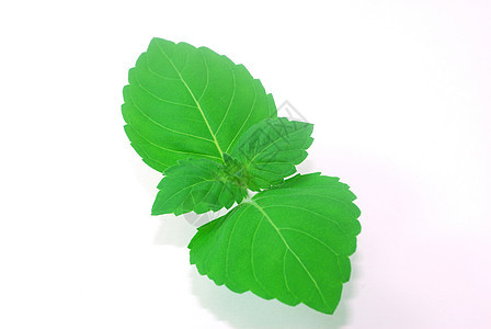 新鲜的绿色罗勒罗勒罗勒叶美食香气植物学烹饪草本植物食物叶子投标植物味道图片