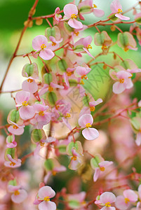 粉红色黄黄色鲜花花花朵花园花瓣园艺植物群图片