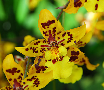 黄色棕褐兰花花花瓣兰花植物群花园棕色图片