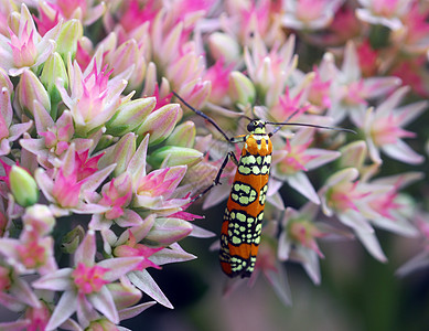 粉红白花上的橙色甲虫昆虫图片