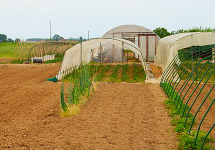 有机农场温室灌溉苗圃蔬菜沙拉生产芹菜叶子绿色营养农场背景