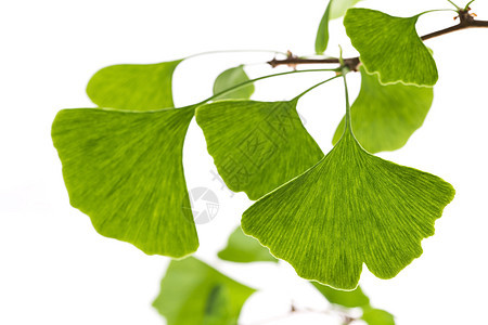 白叶片隔离在白色上绿色草药水平素食专注银杏叶摄影草本植物叶子记忆图片