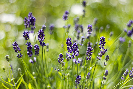 熏衣草花绿色草本植物香味背景草本紫色疗法芳香香水宏观图片
